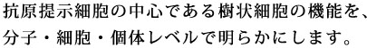 抗原提示細胞の中心である樹状細胞の機能を、分子・細胞・個体レベルで明らかにします。