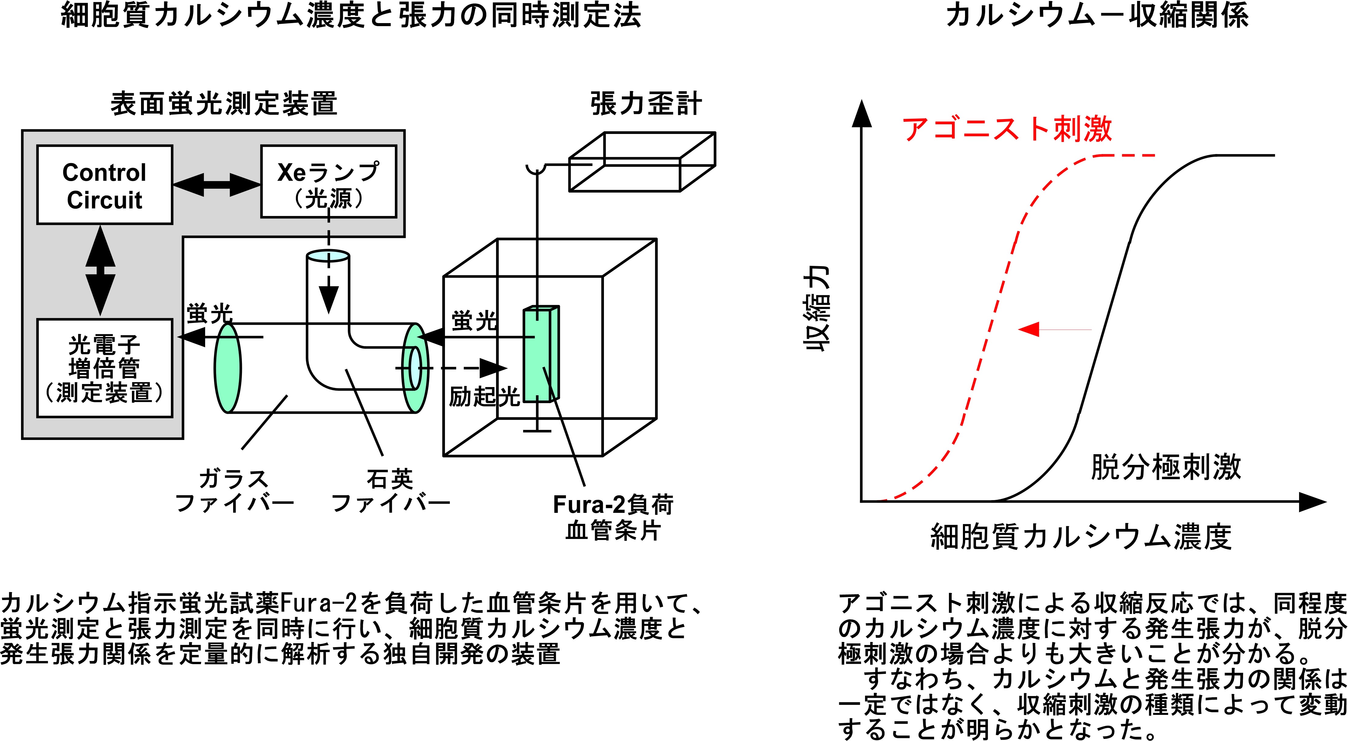 メカニズム の 筋 収縮