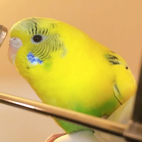 インコ２.JPG